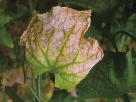 bacterial blight