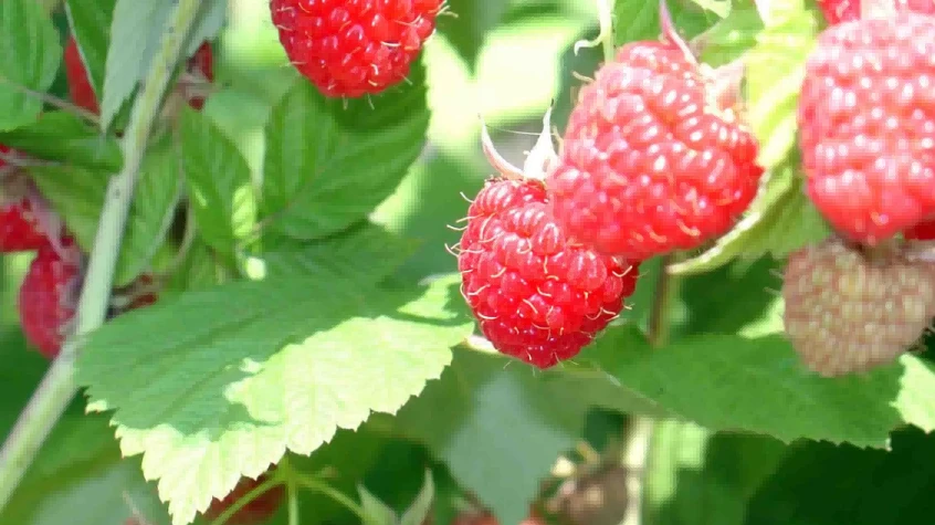 raspberries1