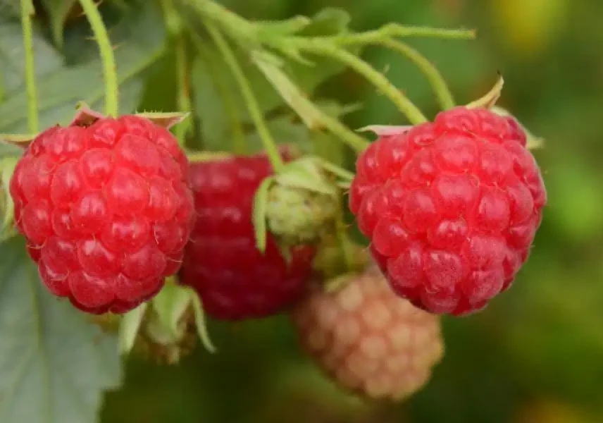 raspberries
